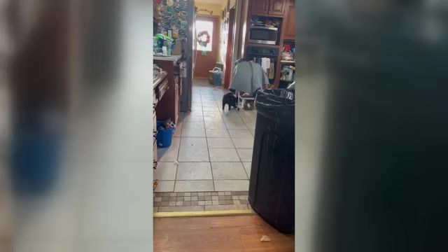 Video preview image #1 Shetland Sheepdog Puppy For Sale in SPENCERVILLE, OH, USA