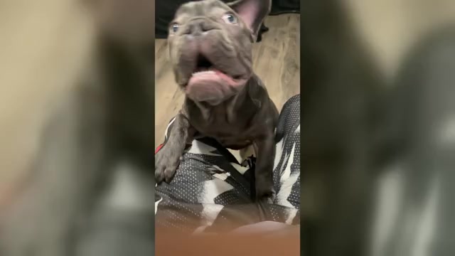 Video preview image #1 French Bulldog Puppy For Sale in VALRICO, FL, USA