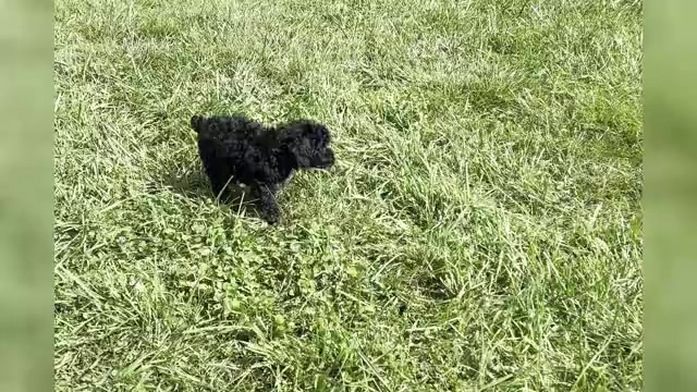 Video preview image #1 Poodle (Toy) Puppy For Sale in WARSAW, IN, USA