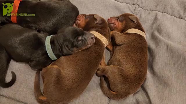 Video preview image #2 Doberman Pinscher Puppy For Sale in RIVERSIDE, CA, USA