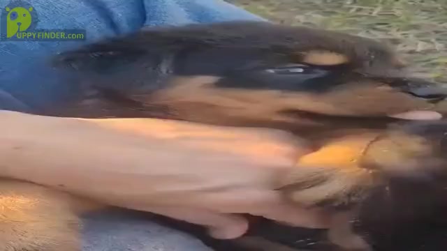 Video preview image #1  Breeder Profile in EUSTIS, FL, USA