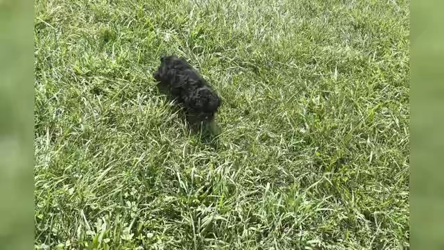Video preview image #1 Poodle (Miniature) Puppy For Sale in WARSAW, IN, USA