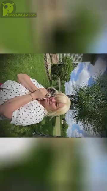 Video preview image #1  Breeder Profile in FORTVILLE, IN, USA