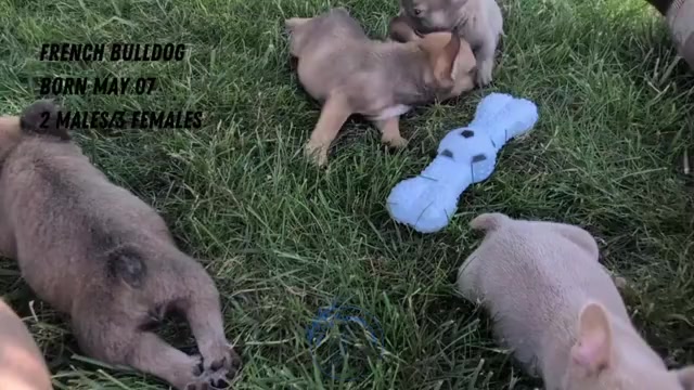 Video preview image #3 French Bulldog Puppy For Sale in GOSHEN, IN, USA