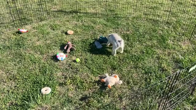 Video preview image #2 Schnauzer (Miniature) Puppy For Sale in BIG CABIN, OK, USA