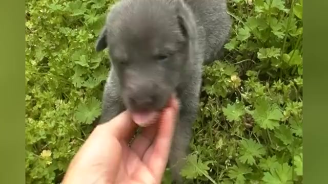 Video preview image #1 German Shepherd Dog Puppy For Sale in PIEDMONT, MO, USA