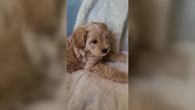Video preview image #1 Lhasa Apso Puppy For Sale in PHOENIX, AZ, USA