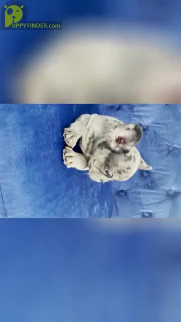 Video preview image #1 French Bulldog Puppy For Sale in PALO ALTO, CA, USA