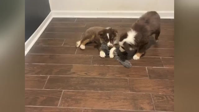 Video preview image #5  Breeder Profile in HARRISON, OH, USA
