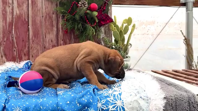 Video preview image #5 Mastiff Puppy For Sale in WAKARUSA, IN, USA