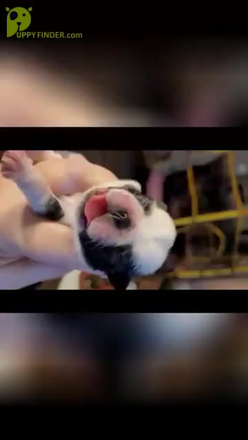Video preview image #1 Pug Puppy For Sale in SIDNEY, OH, USA