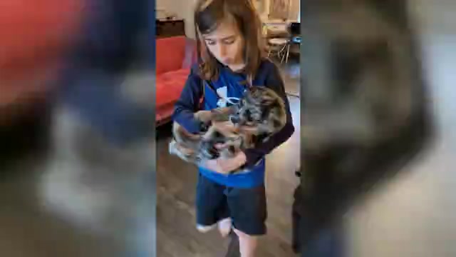 Video preview image #1 Bernedoodle Puppy For Sale in MARSHALL, TX, USA