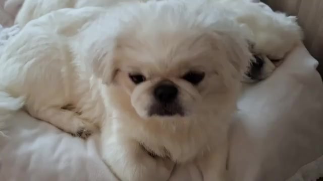 Video preview image #1 Pekingese Puppy For Sale in MIAMI, FL, USA