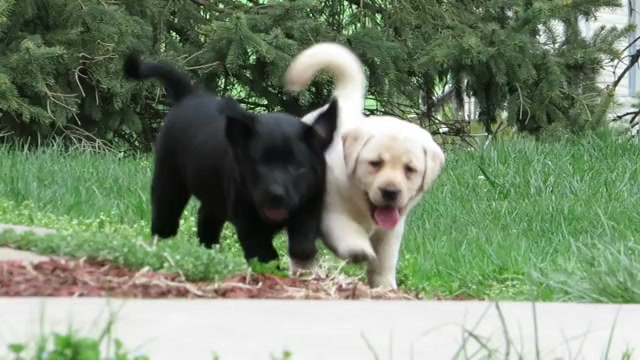 Video preview image #2  Breeder Profile in LOUDONVILLE, OH, USA