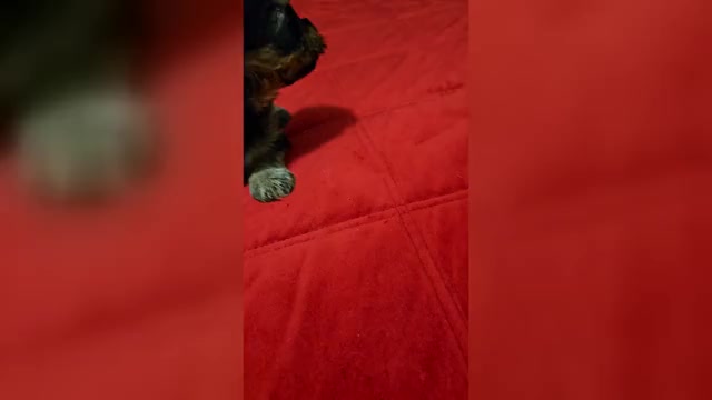 Video preview image #2 Yorkshire Terrier Puppy For Sale in CONKLIN, NY, USA