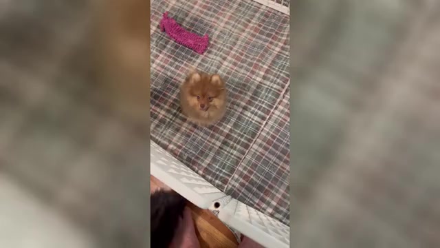 Video preview image #1 Pomeranian Puppy For Sale in ORANGE CITY, FL, USA