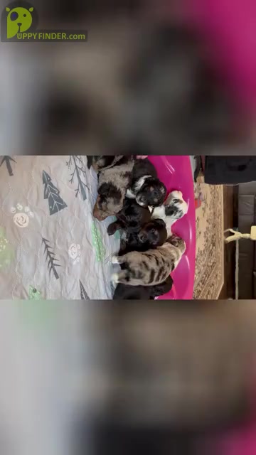 Video preview image #1  Breeder Profile in TIMMONSVILLE, SC, USA