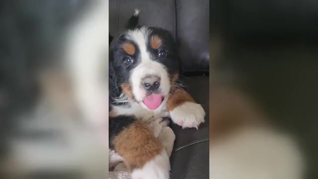 Video preview image #2 Bernese Mountain Dog Puppy For Sale in HILLSBORO, OH, USA