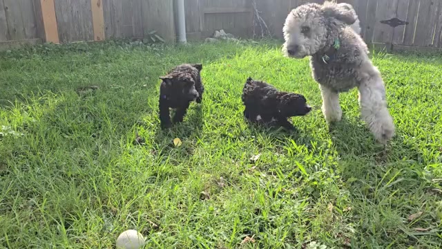 Video preview image #2 Whoodle (Miniature) Puppy For Sale in KATY, TX, USA
