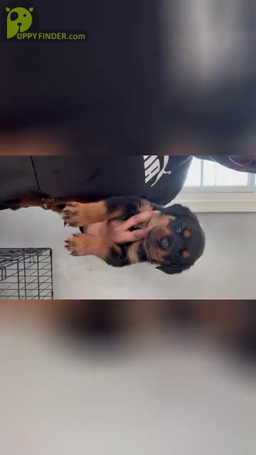 Video preview image #3 Rottweiler Puppy For Sale in UPPER MARLBORO, MD, USA