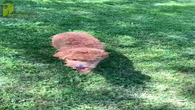Video preview image #16 Poodle (Miniature) Puppy For Sale in WARSAW, IN, USA
