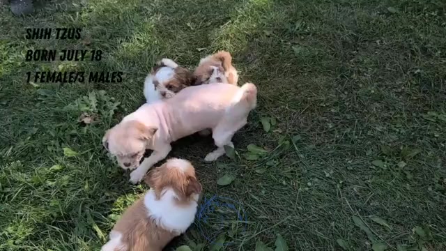 Video preview image #3 Shih Tzu Puppy For Sale in GOSHEN, IN, USA