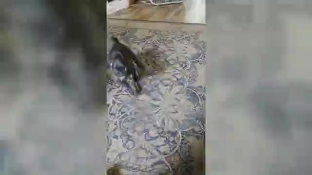 Video preview image #1 Pug Puppy For Sale in HILLSDALE, MI, USA