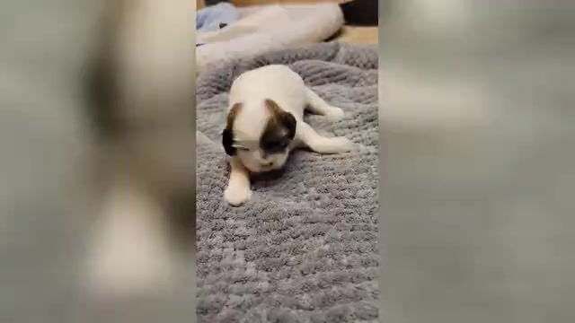 Video preview image #3 Shih Tzu Puppy For Sale in FANNING SPGS, FL, USA