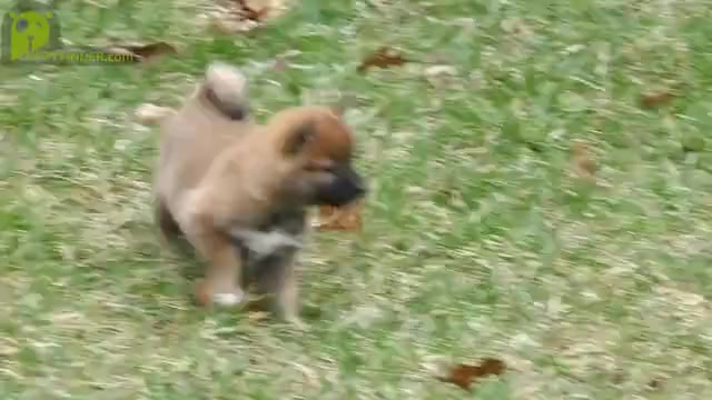 Video preview image #2 Shiba Inu Puppy For Sale in THREE RIVERS, MI, USA