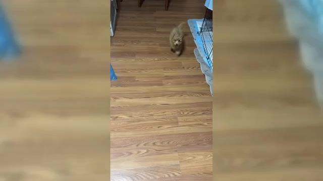 Video preview image #1  Breeder Profile in HOUSTON, TX, USA