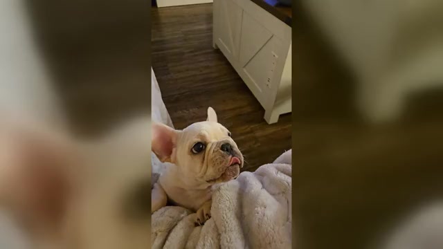 Video preview image #2 French Bulldog Puppy For Sale in SARASOTA, FL, USA