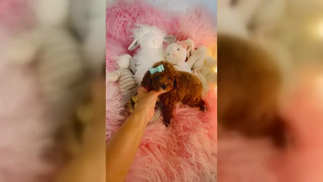 Video preview image #2 Poodle (Toy) Puppy For Sale in FORT LAUDERDALE, FL, USA