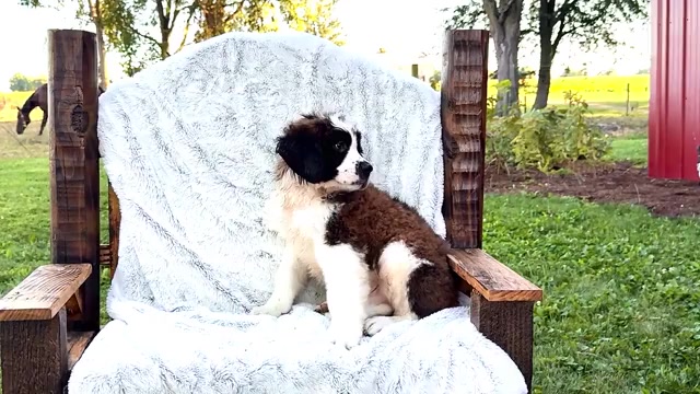 Video preview image #4 Saint Bernard Puppy For Sale in WAKARUSA, IN, USA