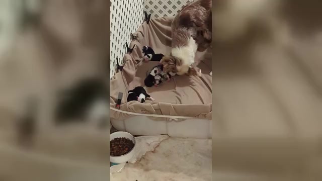 Video preview image #1 Australian Shepherd Puppy For Sale in SYLVA, NC, USA