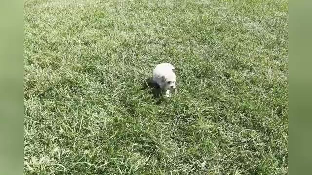 Video preview image #1 Maltipoo Puppy For Sale in WARSAW, IN, USA