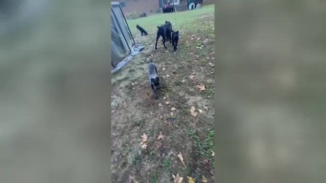 Video preview image #4 Cane Corso Puppy For Sale in PARAGOULD, AR, USA