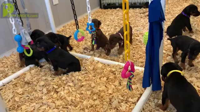 Video preview image #2 Doberman Pinscher Puppy For Sale in LAKELAND, FL, USA