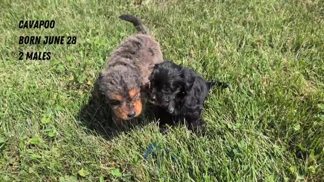 Video preview image #4 Cavapoo Puppy For Sale in GOSHEN, IN, USA