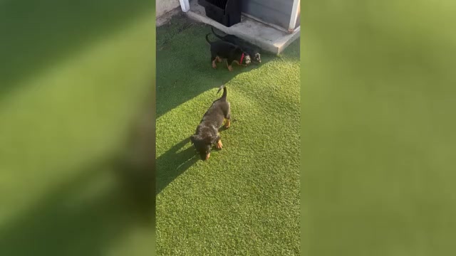 Video preview image #1 Rottweiler Puppy For Sale in TEMECULA, CA, USA