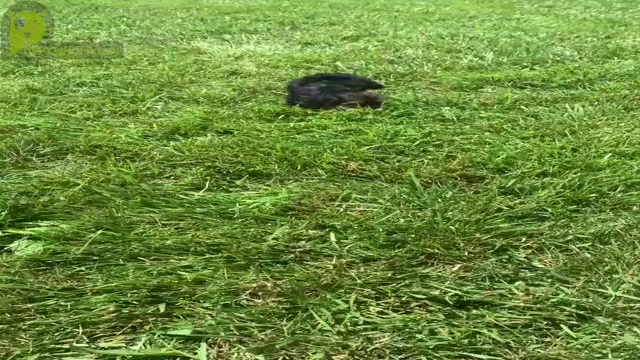 Video preview image #8 Morkie Puppy For Sale in WARSAW, IN, USA