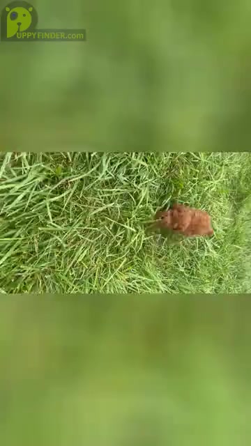 Video preview image #27 Poodle (Miniature) Puppy For Sale in WARSAW, IN, USA