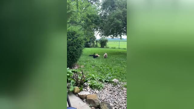 Video preview image #1 Goldendoodle Puppy For Sale in PARKER CITY, IN, USA