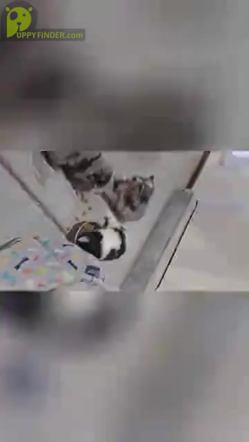 Video preview image #2 Pomsky Puppy For Sale in VERNAL, UT, USA