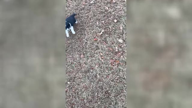 Video preview image #2 Border Collie-Papillon Mix Puppy For Sale in CULPEPER, VA, USA