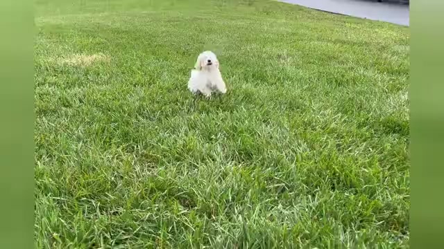 Video preview image #1 Maltipoo Puppy For Sale in WARSAW, IN, USA