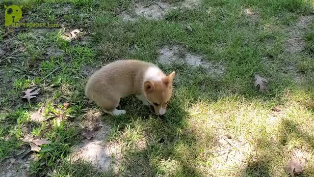 Video preview image #1 Pembroke Welsh Corgi Puppy For Sale in CLARK, MO, USA