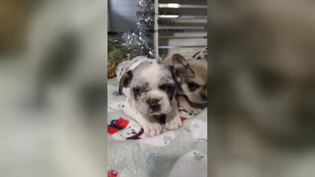 Video preview image #1 French Bulldog Puppy For Sale in GOSHEN, IN, USA