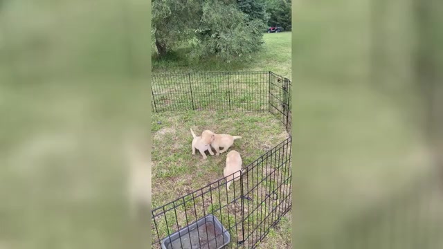 Video preview image #1 Labrador Retriever Puppy For Sale in DIMOCK, SD, USA