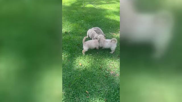 Video preview image #1 Cock-A-Poo-Maltipoo Mix Puppy For Sale in SIMPSONVILLE, SC, USA