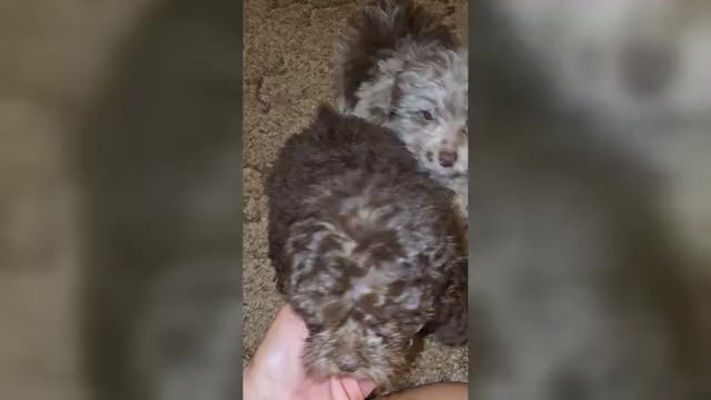 Video preview image #1 ShihPoo Puppy For Sale in DYERSBURG, TN, USA
